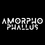 Rare Amorphophallus seeds and tubers
