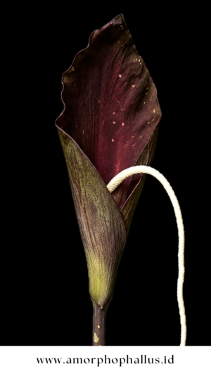 Amorphophallus pendulus