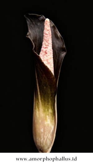 Amorphophallus sagittarius
