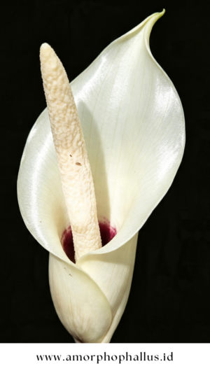 Amorphophallus eburneus