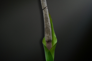 Cultivating Amorphophallus asper : Ancient Shadows Beneath the Tropical Canopy