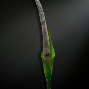 amorphophallus asper