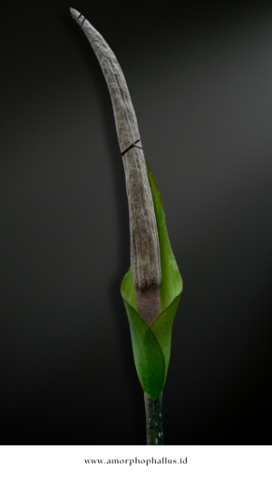 amorphophallus asper