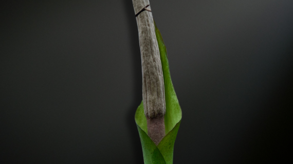 Amorphophallus asper — The Rugged Giant of Southeast Asian Rainforests