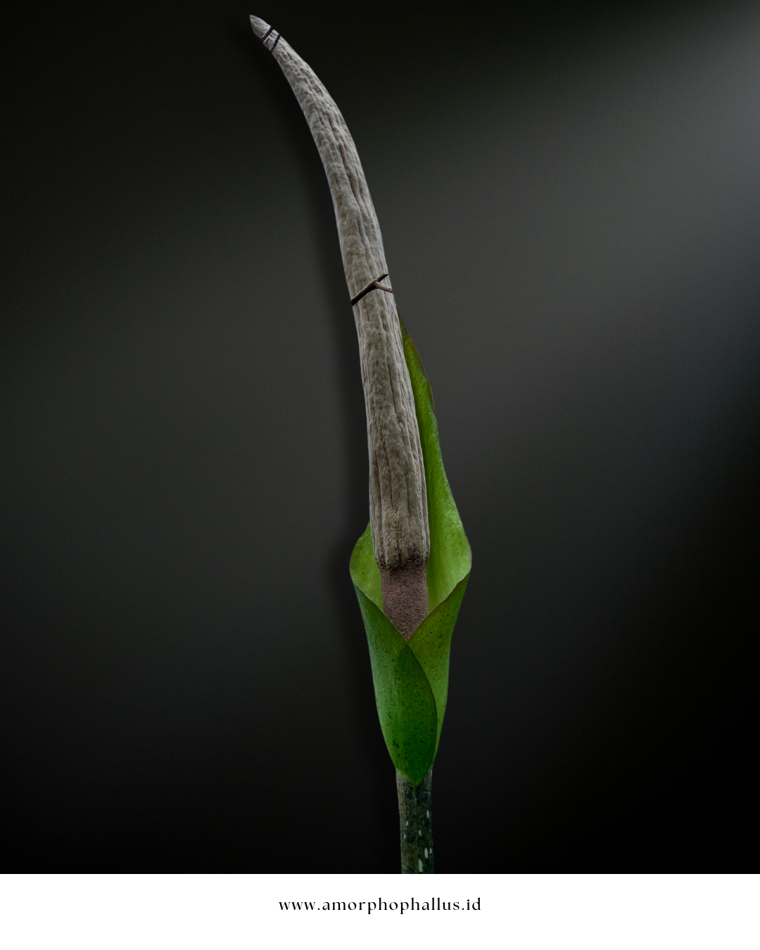 amorphophallus asper