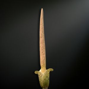 Amorphophallus variabilis