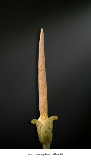 Amorphophallus variabilis