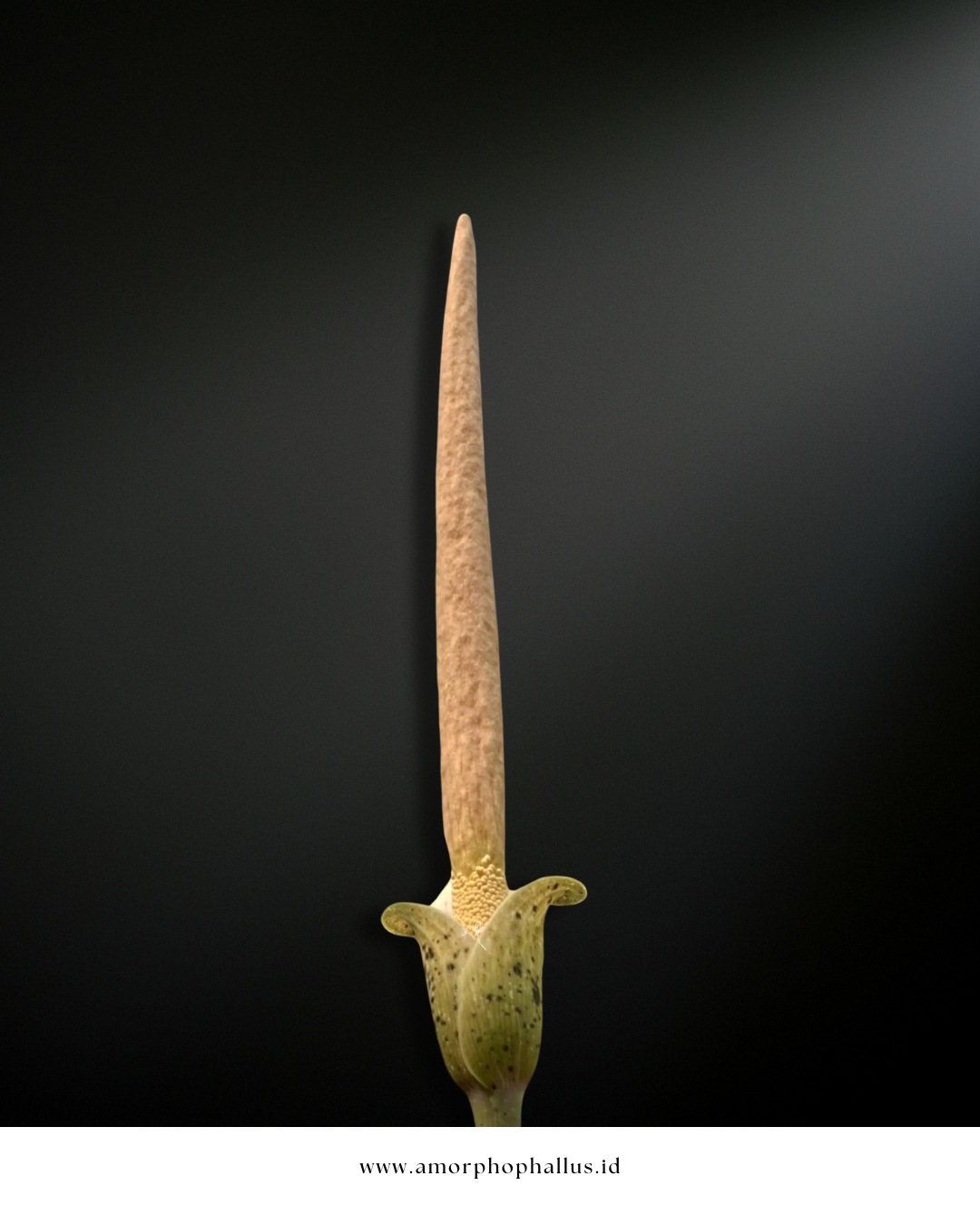 Amorphophallus variabilis