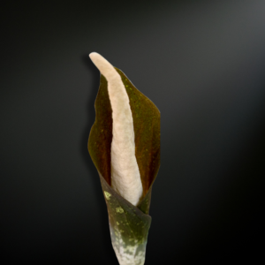 Amorphophallus sagittarius