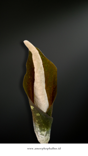 Amorphophallus sagittarius