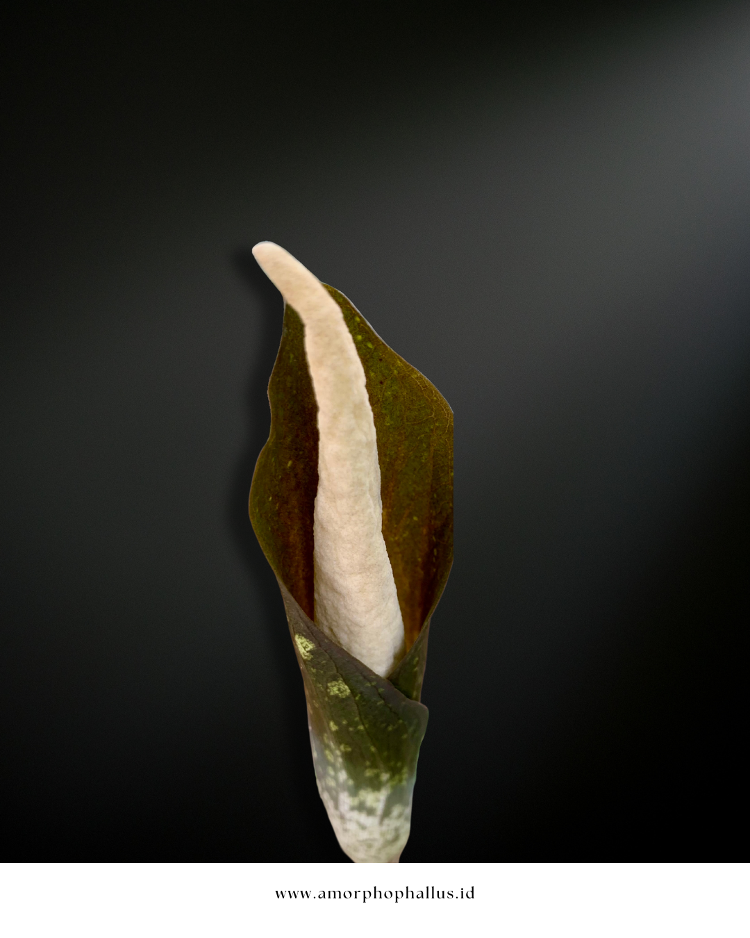 Amorphophallus sagittarius