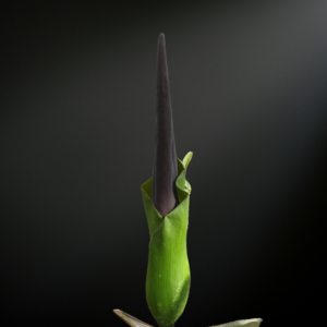 amorphophallus lambii