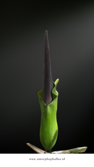 amorphophallus lambii