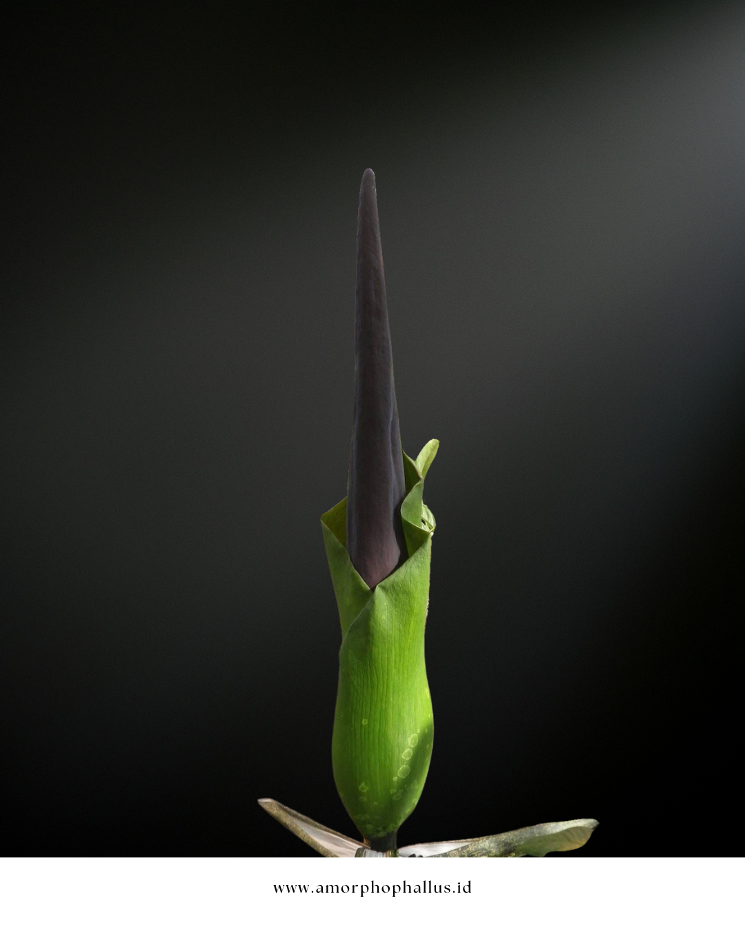 amorphophallus lambii