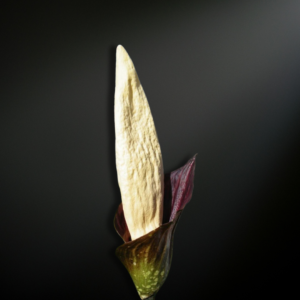 Amorphophallus discophorus