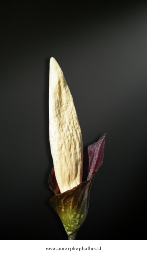 Amorphophallus discophorus