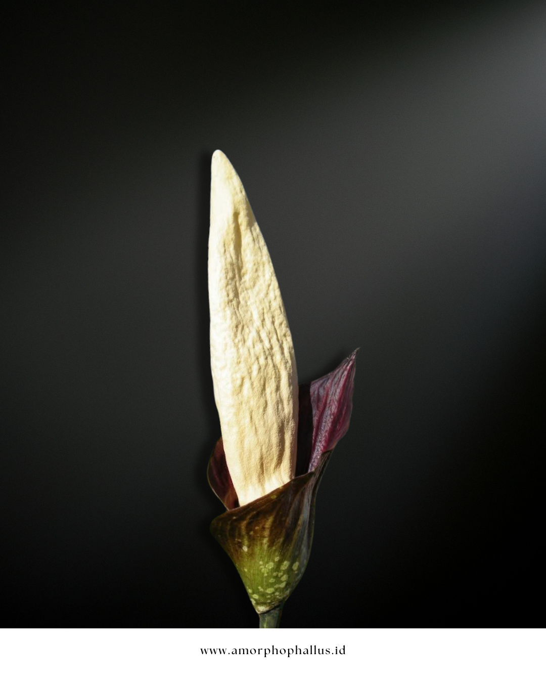 Amorphophallus discophorus