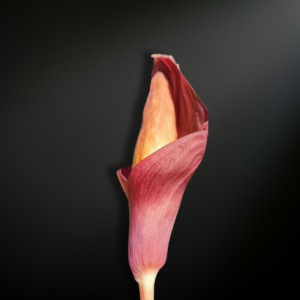 Amorphophallus angulatus