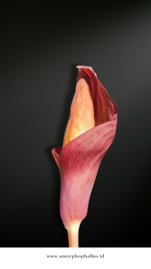 Amorphophallus angulatus