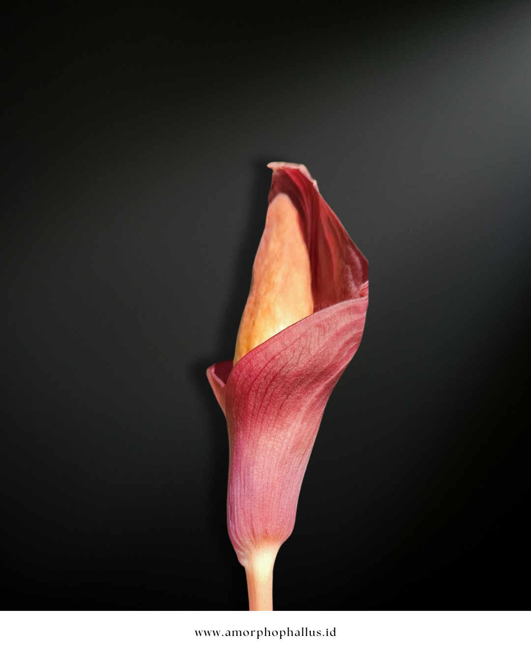 Amorphophallus angulatus