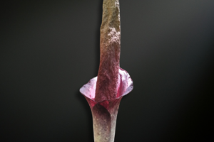 Amorphophallus bulbifer — The Jewel-Leafed Aroid of Monsoon Forests