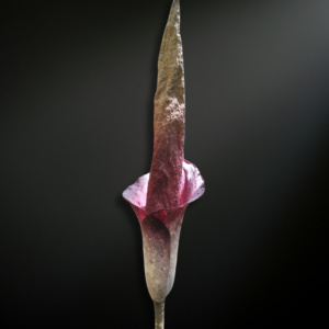 Amorphophallus decus-silvae