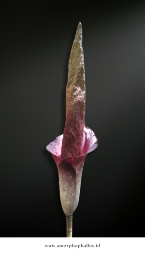 Amorphophallus decus-silvae