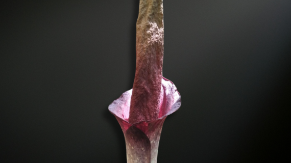 Amorphophallus borneensis — The Shadowed Giant of Borneo