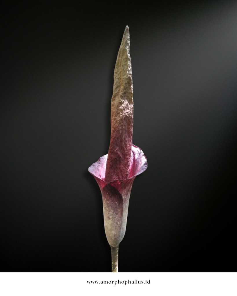 Amorphophallus decus-silvae