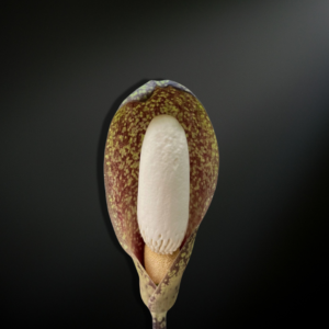 Amorphophallus beccarii