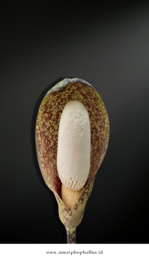 Amorphophallus beccarii