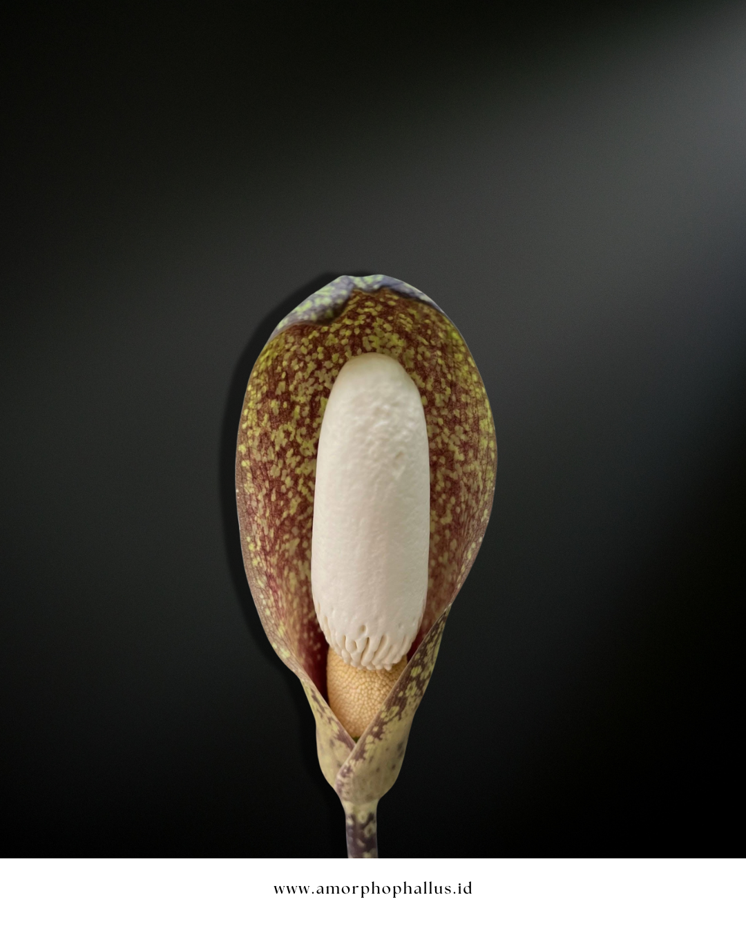 Amorphophallus beccarii