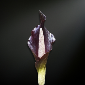 Amorphophallus spectabilis