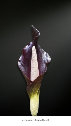 Amorphophallus spectabilis