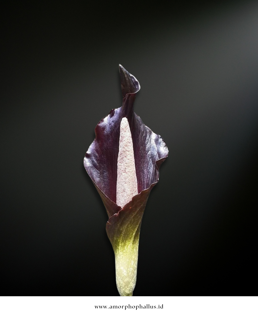 Amorphophallus spectabilis
