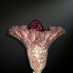 Amorphophallus paeoniifolius — The Monumental Elephant Foot Yam of Tropical Asia