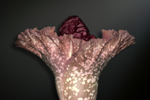 Amorphophallus paeoniifolius — The Monumental Elephant Foot Yam of Tropical Asia