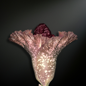 Amorphophallus paeoniifolius