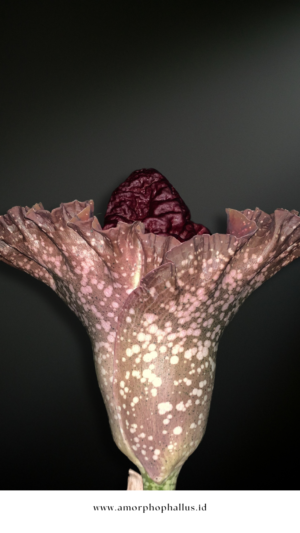 Amorphophallus paeoniifolius