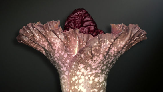 Amorphophallus paeoniifolius — The Monumental Elephant Foot Yam of Tropical Asia