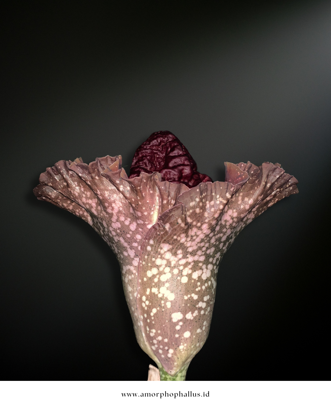 Amorphophallus paeoniifolius