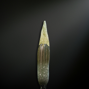 Amorphophallus gigas