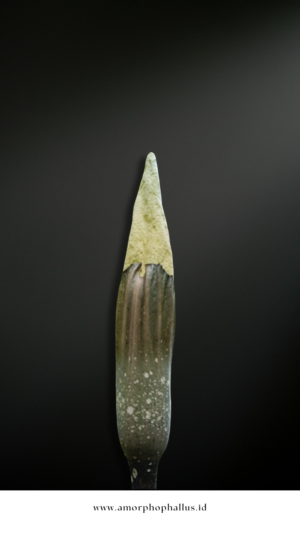 Amorphophallus gigas