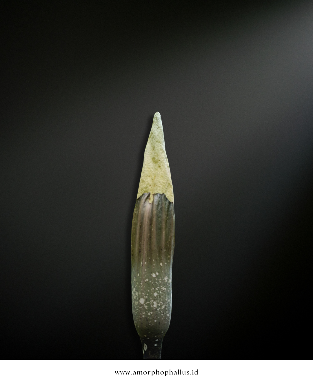 Amorphophallus gigas