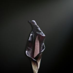 amorphophallus annulifer