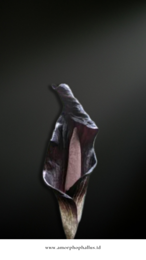 amorphophallus annulifer