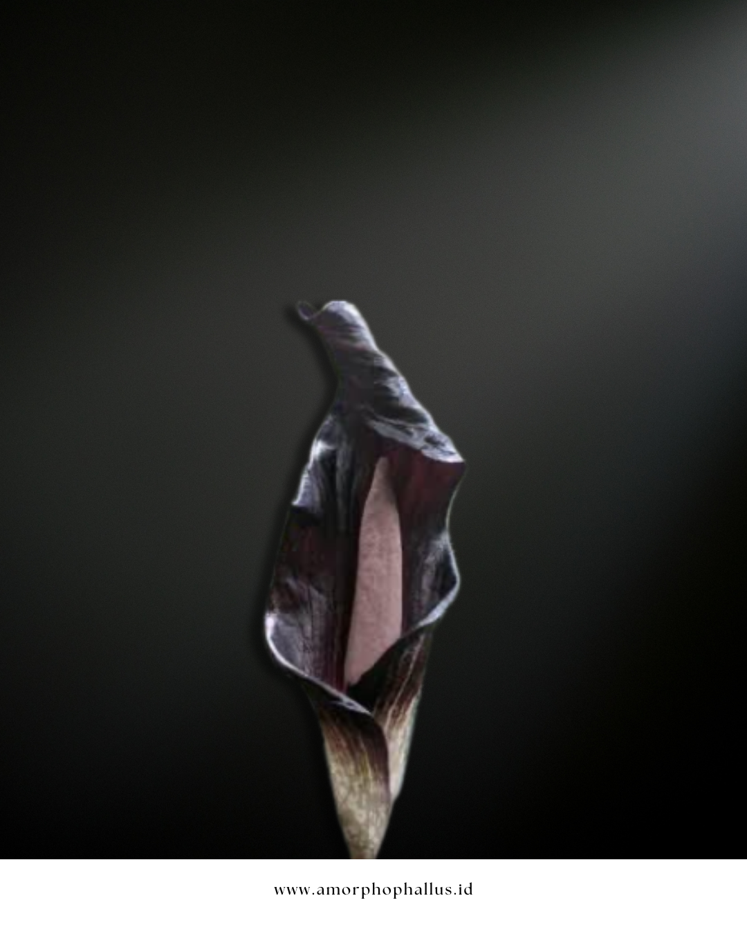 amorphophallus annulifer