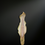 Amorphophallus manta — The Shadowed Giant of the Sumatran Rainforest