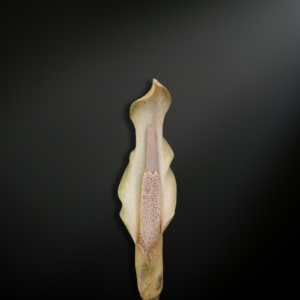 Amorphophallus galbra