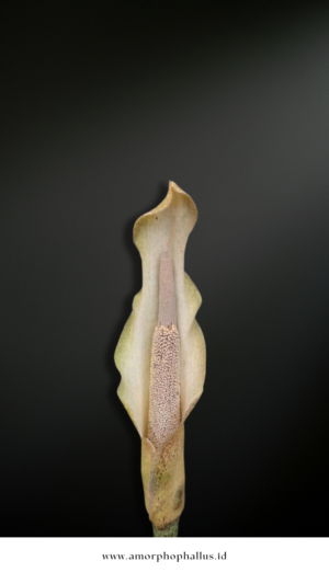 Amorphophallus galbra